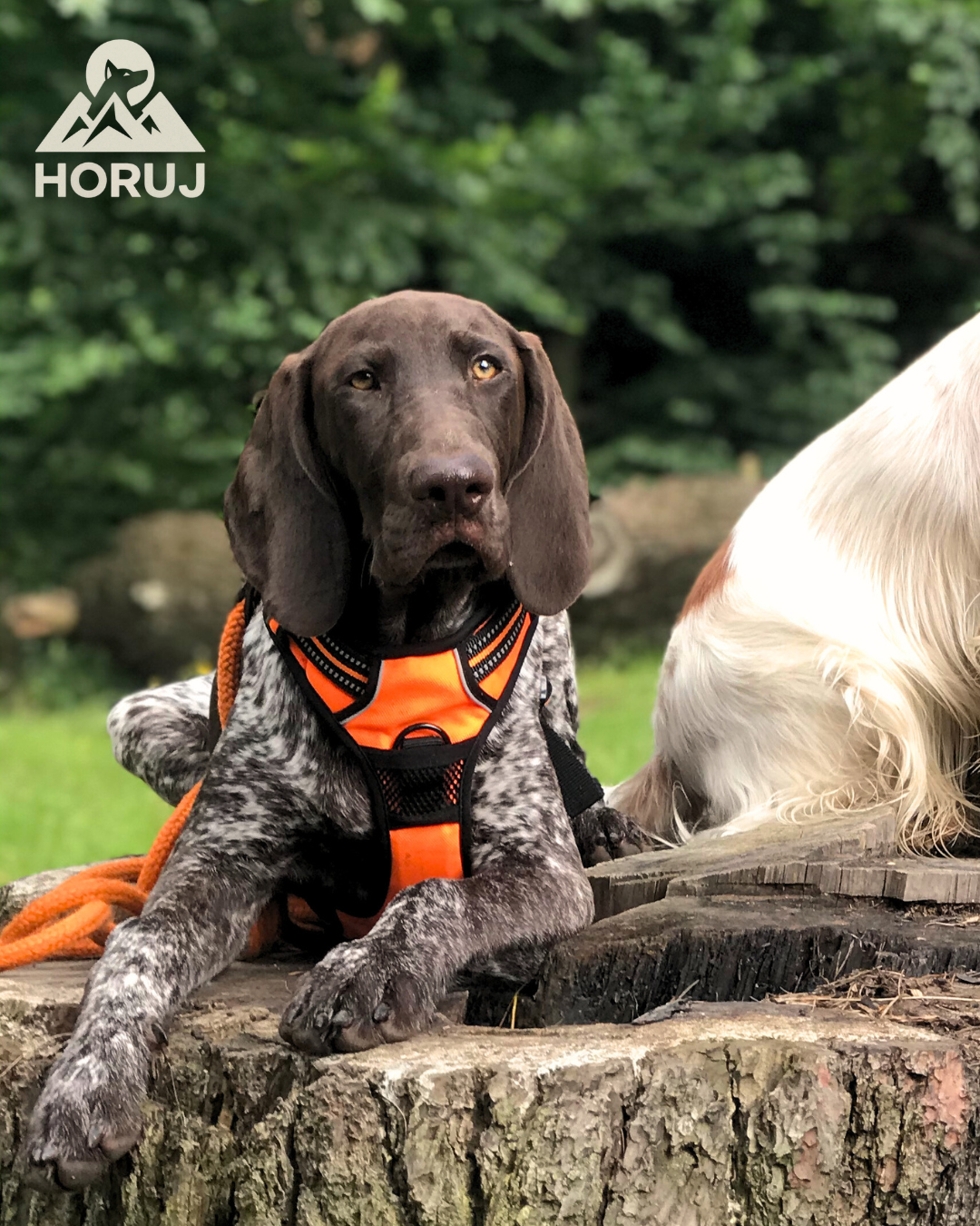 Upgrade Postroj Truelove - oranžový