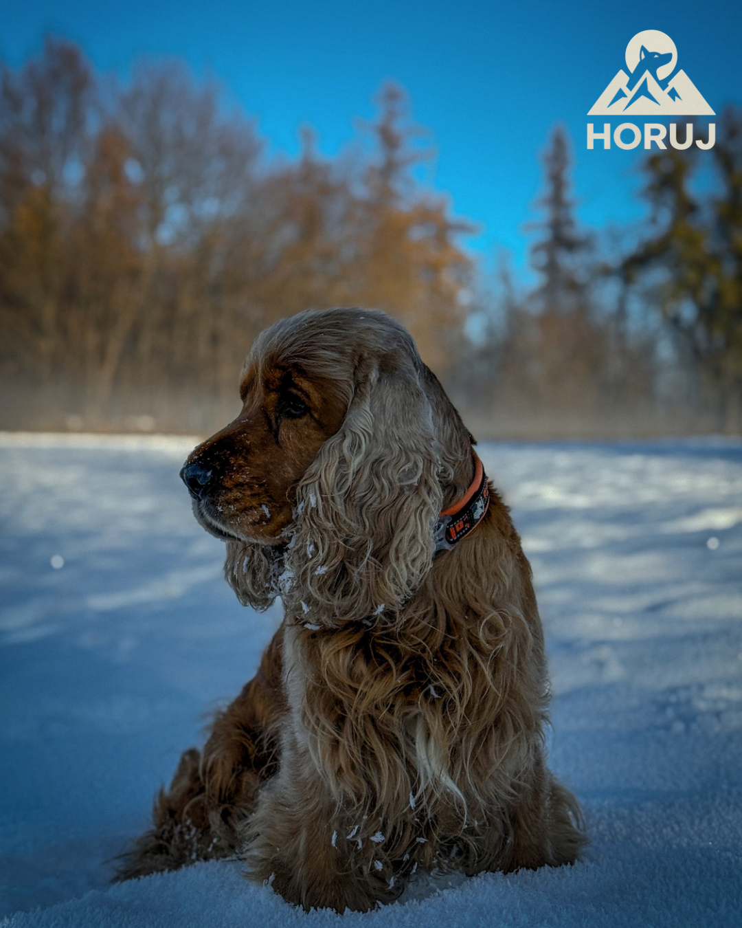 Polstrovaný Obojek Truelove - oranžový