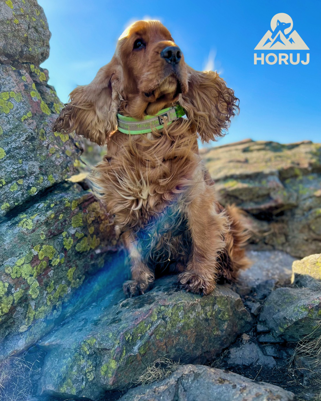 Polstrovaný Obojek Truelove - zelený