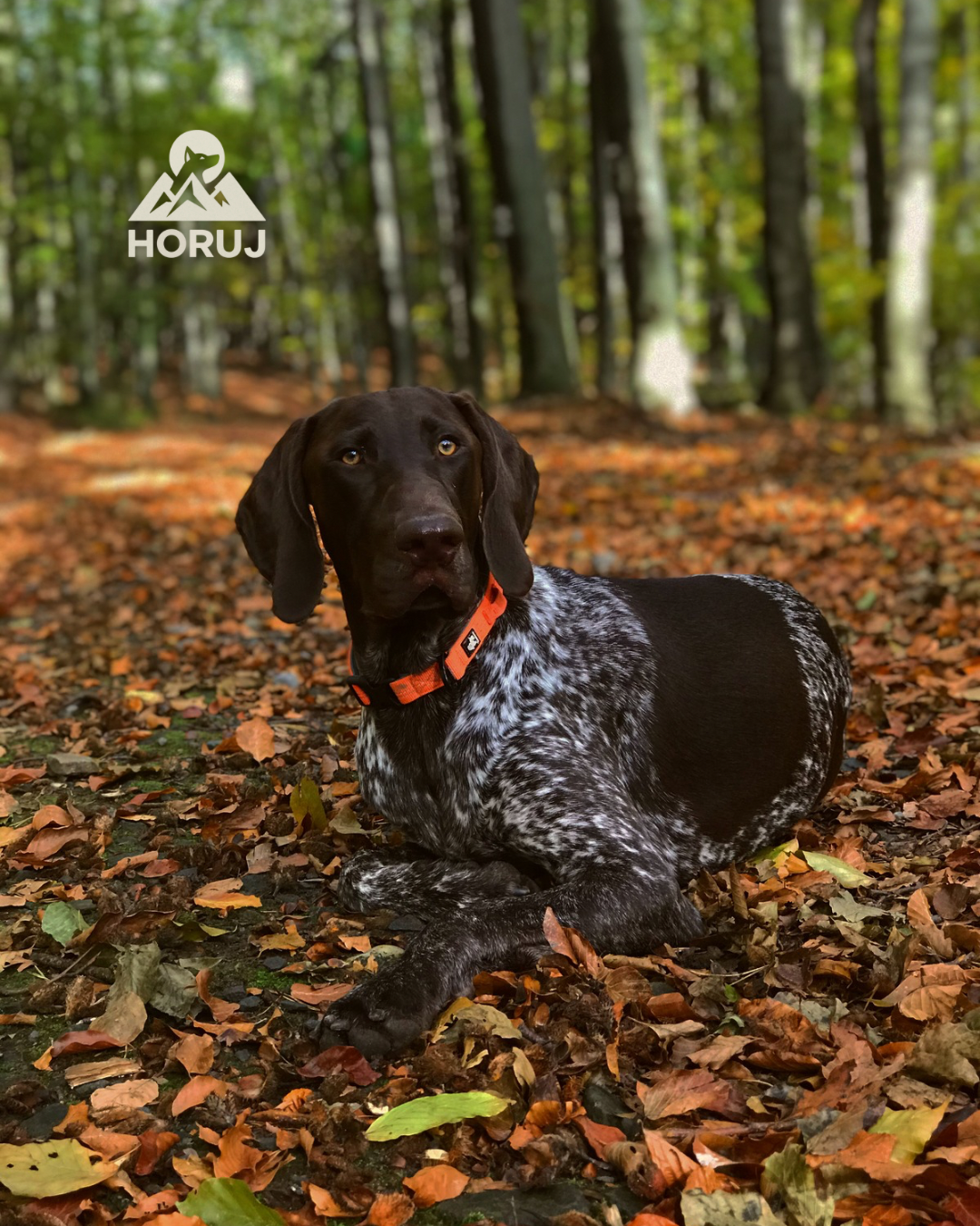 Reflexní Obojek Truelove - oranžový