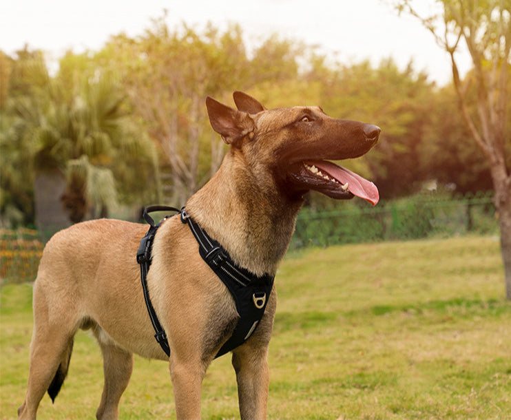 Premium Postroj Truelove - černý